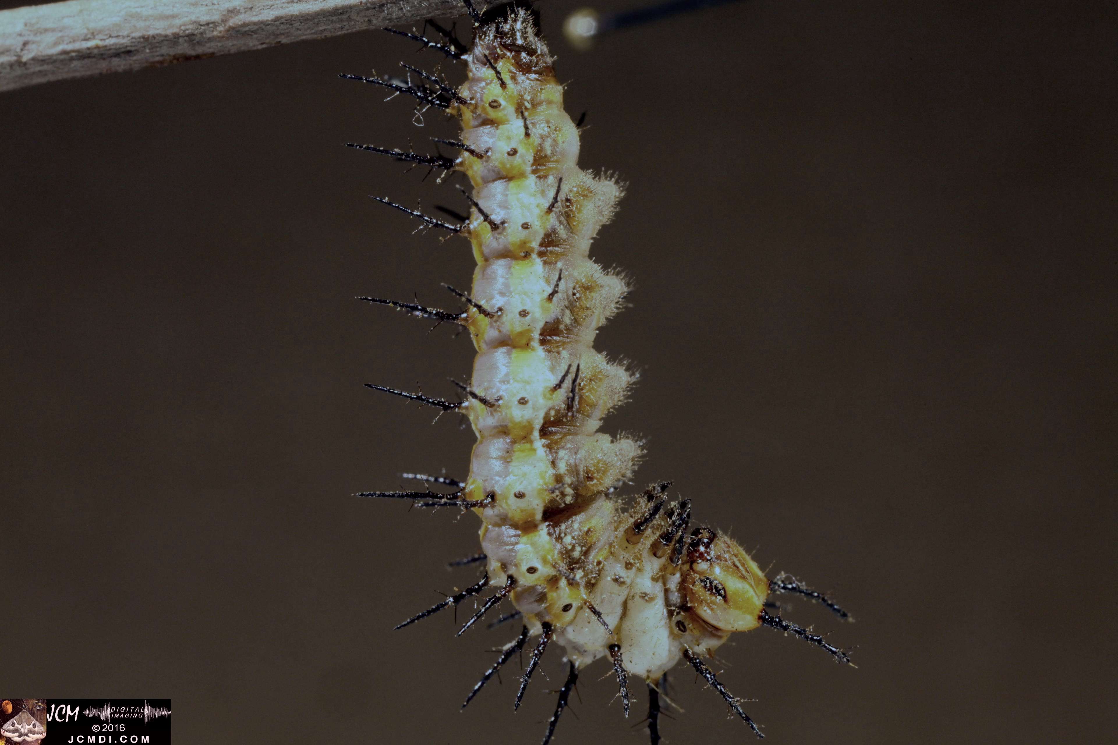 V20509 IMG_0011 20160908 Gulf Fritillary Butterfly Pupation 5D 65mm macro 2sec stills.jpg
